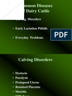Common Diseases of Dairy Cattle .Ppt