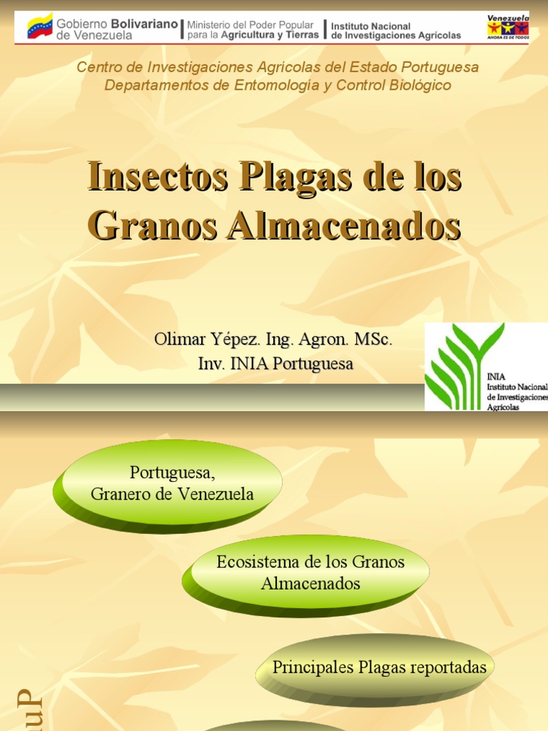Plagas de Insectos en Granos Almacenados | PDF | Ecosistema | Cereales