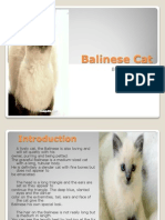 Balinese Cat: By: Aliza Ibrahim