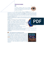 Ojos: estructura y funcionamiento del órgano visual humano