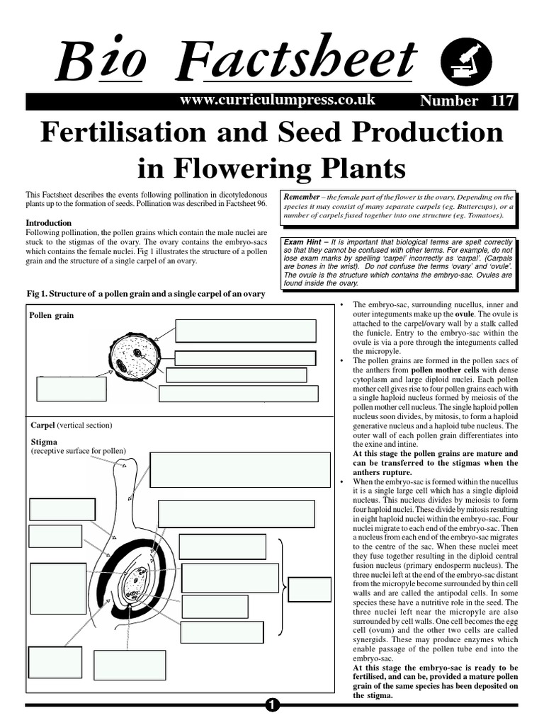Fertilization in Flowering Plants | PDF | Seed | Fertilisation
