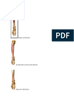 Músculos - Gian - Dorsiflexão e Plantiflexão