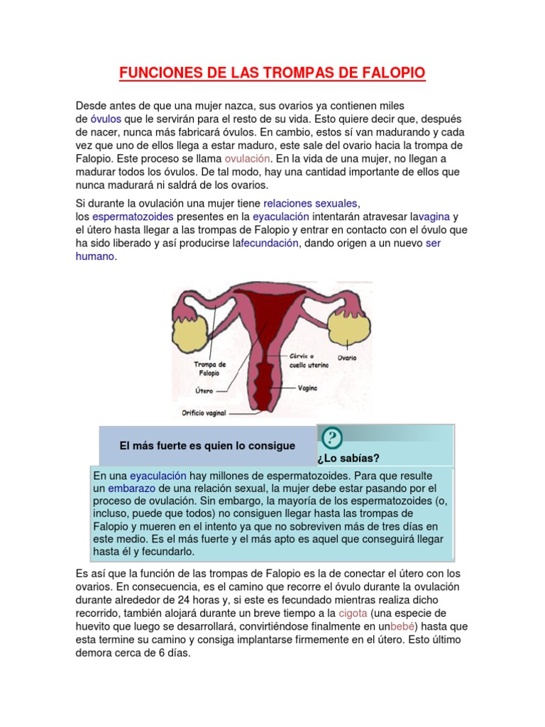 Funciones de Las Trompas de Falopio | Útero | El embarazo