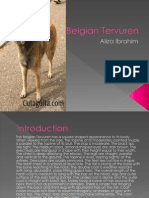 Belgian Terveren