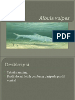 Albula Vulpes