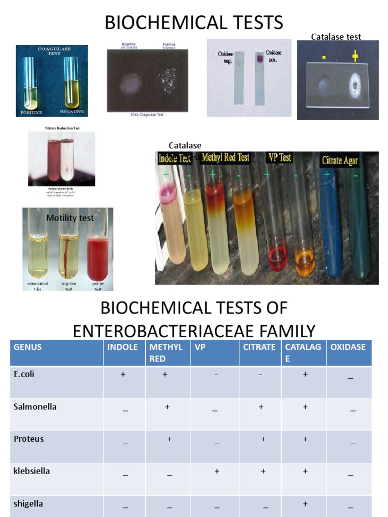 A Series Of Biochemical Tests