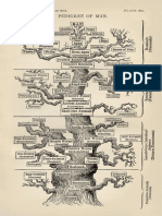 Evolution of Man