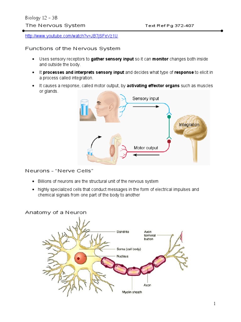 The Nervous System Notes For Inquiry | PDF | Chemical Synapse ...