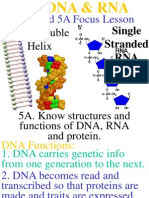 20 DNA and RNA Structures