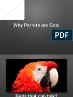 Why Parrots Are Cool