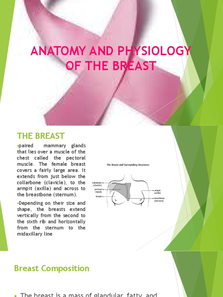 Anatomy and Physiology of The Breast | PDF | Liver | Breast