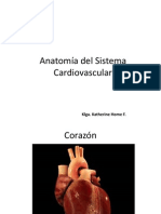Anatoma Del Sistema Cardiovascular Parte 1 PDF