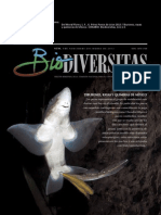 Tiburones Rayas y Quimeras en Mexico