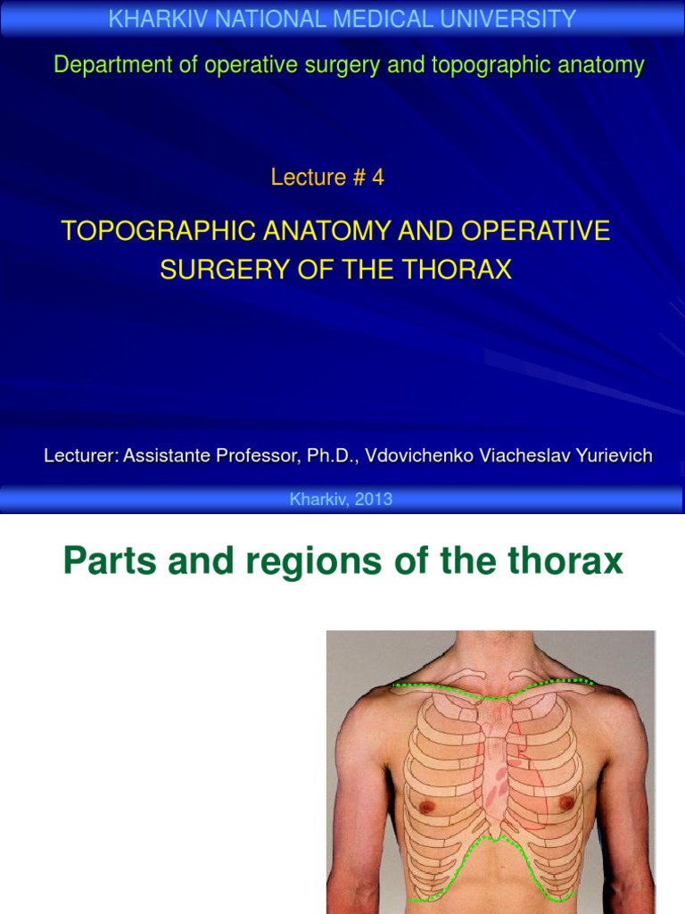 Thoracic Topography and Anatomy | PDF | Thorax | Aorta