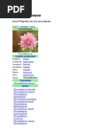 Download Chrysanthemum by ken SN22052686 doc pdf