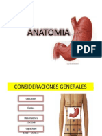 Estomago - Anatomia