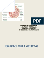Diferenciacion Gonadal, Anatomia Testicular, Espermatogenesis y Endocrinologia Testicular