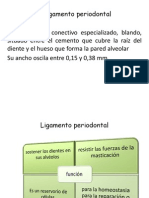 Ligamento Periodontal