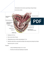 Anatomi Dan Histologi Prostat