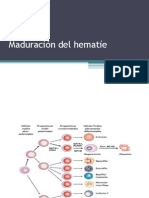 Maduración del hematíe: etapas y características celulares