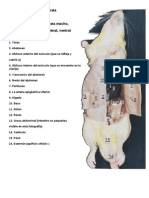 Anatomía General de La Rata