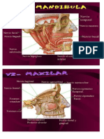 Nervio TrigeminoPresentation Transcript