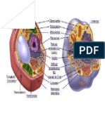 Celula Animal y Vegetal