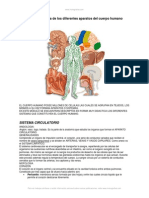 Anatomia Basica Cuerpo Humano