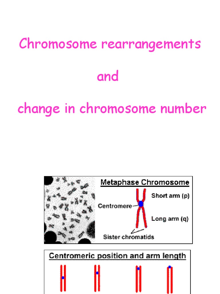 Chromosome Rearrangements and Mutations | PDF | Ploidy | Biological ...
