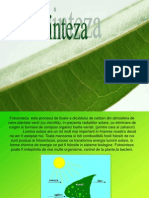 fotosinteza1