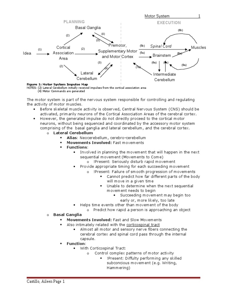 LecturePhysio - MotorSystem | PDF | Motor Neuron | Central Nervous System