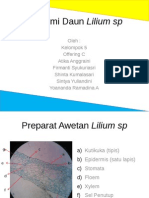 Anatomi Daun Lilium Sp
