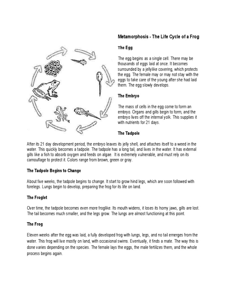 Frog Life Cycle and Metamorphosis | PDF