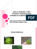 Azolla Anabaena Como Potencial Forrajero para Consumo en