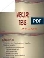 Muscular Tissue