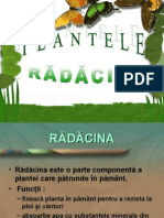 Partile Plantelor Radacina