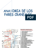 Anatomía Pares Craneales