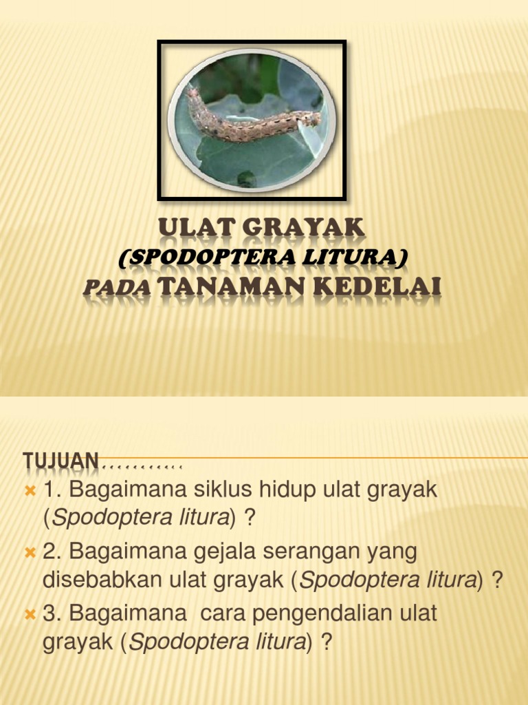 Ulat Grayak (Spodoptera Litura) | PDF