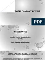 Leptospirosis Canina y Bovina