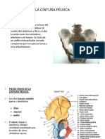 La Column a Vertebral 2 Apart e