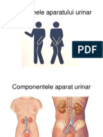 Simptomele Aparatului Urinar2013_Final