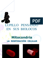 Pres 21 Mitocondriasyrespiracioncelular 131217235730 Phpapp02