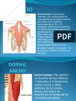 Musculos Posteriores Del Torax (Region Superficial)