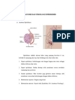 Epididimis