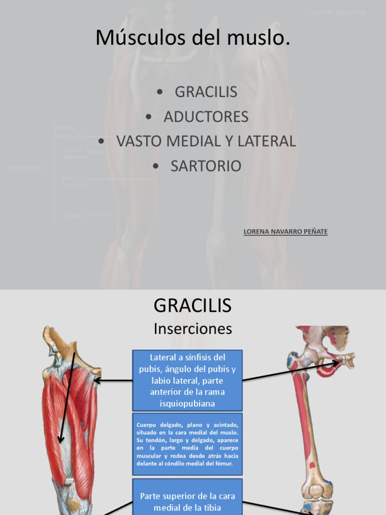 Músculos Del Muslo | PDF | Articulaciones | Anatomía del miembro inferior, image size:768x1024