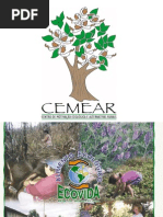 Apresentação Abelhas