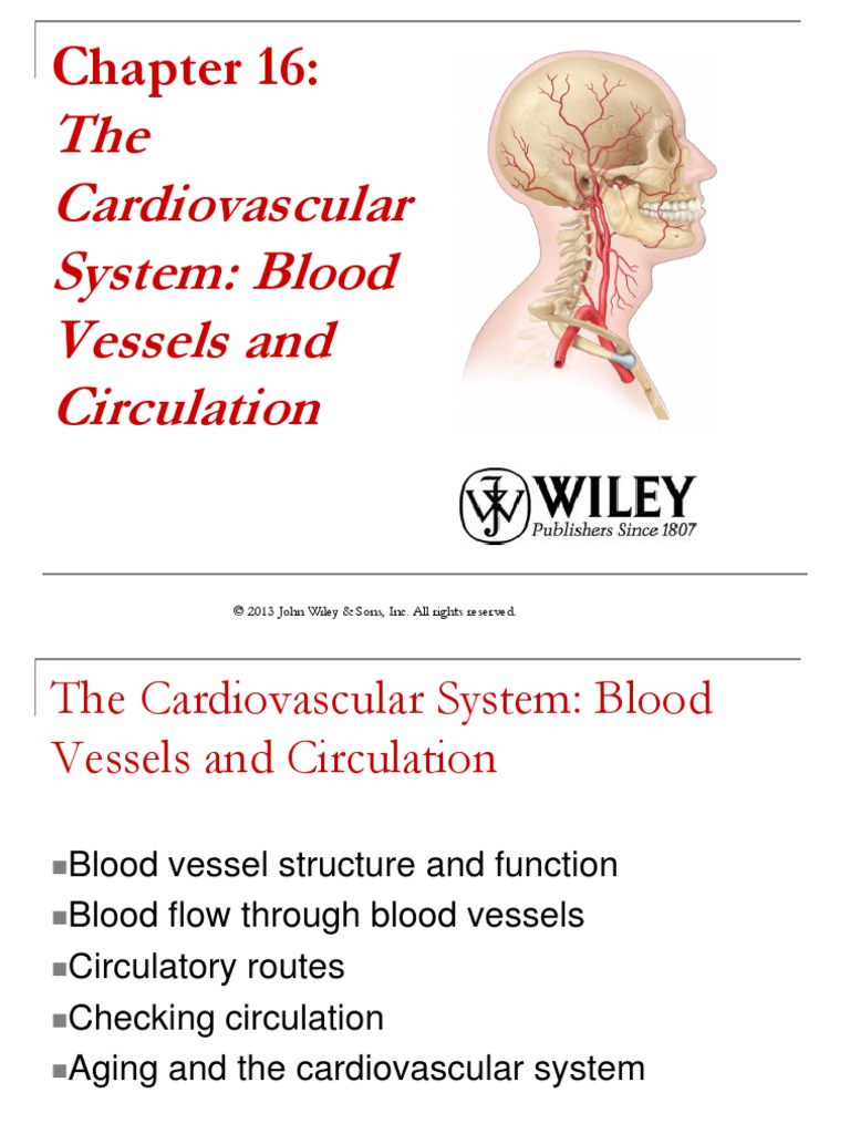 Ch16 1 Circulatory System Vein