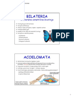 6-Acoelomata, Blastocoelomata