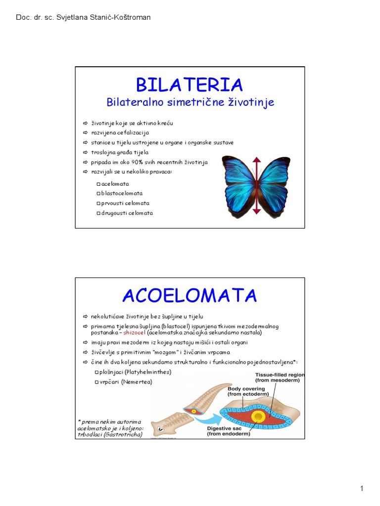 6Acoelomata, Blastocoelomata PDF