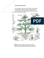 Partes y Anatomía Del Cannabis